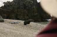 Seal making tracks for the sea