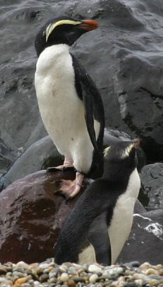 vertical penguin composition