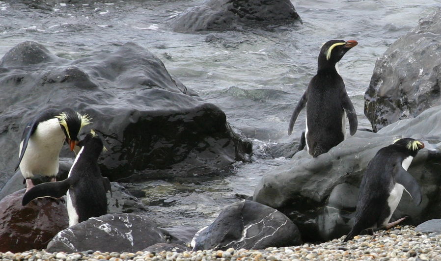 several penguins frolicking