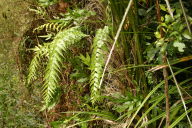 yet more ferns!