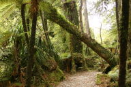 leaning treetrunk, I