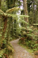 Rainforest path, I