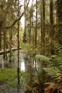 Rainforest path, II