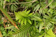 yet more ferns!