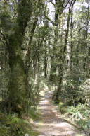 Drier forest with Rimu