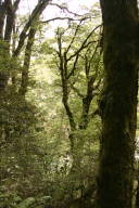 darkish forest scene