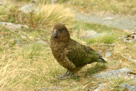 first kea