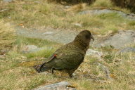 second kea, I