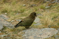 second kea, II