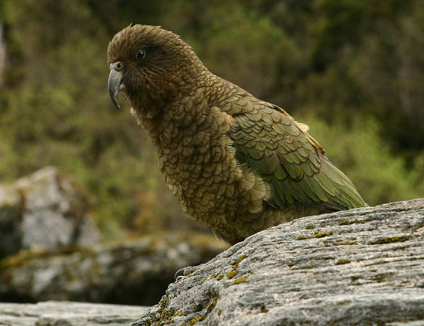 Kea, up close and personal