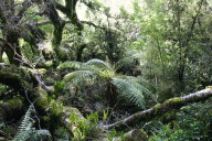 yet more tree ferns