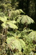 more tree-ferns