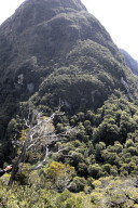 vegetation-clad mountain