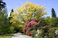 Rhododendron