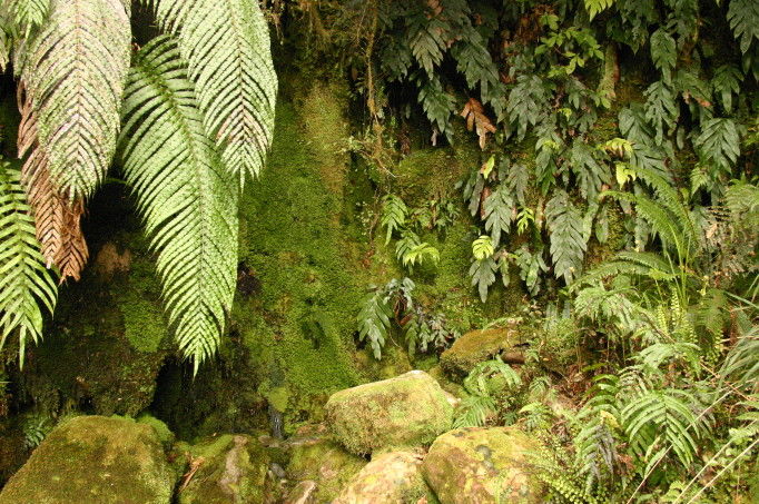 Ferns, ferns, ferns!