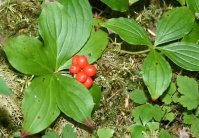 Bunchberry