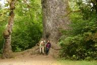 World’s Biggest Sitka Spruce