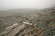 Timbers on the beach, II