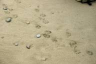 Otter tracks in the sand