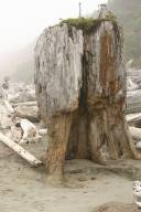 Longstanding trunk in the sand