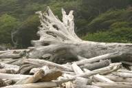 Driftwood treetrunk, I