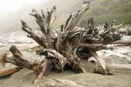 Driftwood treetrunk, II