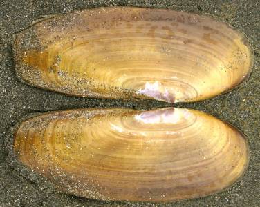 Razor clam