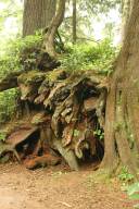 Fallen log, overgrown