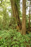 Magnificent tree, I