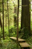 Walkway through the woods, I