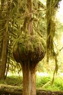 tree with immense burl