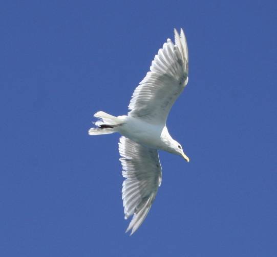 gull, I