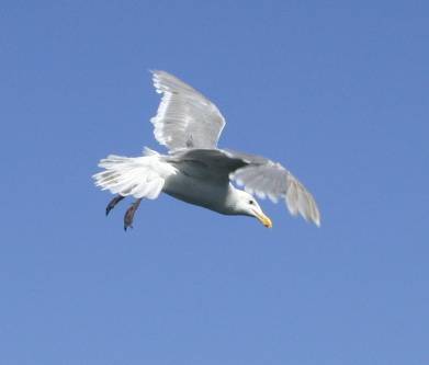 gull, II