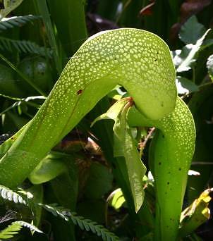 Darlingtonia