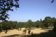 Oaks in grassland