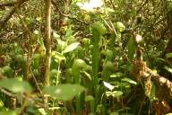 Darlingtonia, I