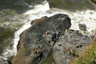 Looking down on sea lions, I