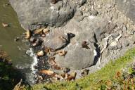 Looking down on sea lions, II