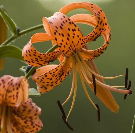 Lilium