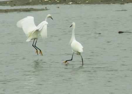 egrets foraging