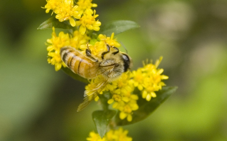 bee on goldenrod