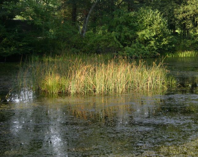 pond towards evening