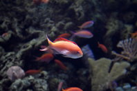 Tropical fish, VIII