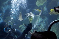 Feeding broccoli to a ray