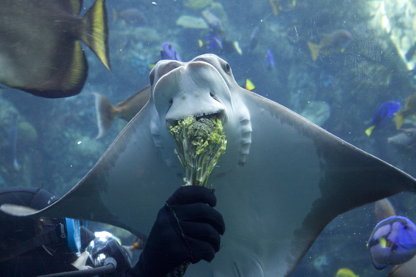 Another shot of feeding the ray