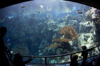 Second wide-angle of display tank