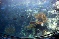 Fourth wide-angle of display tank
