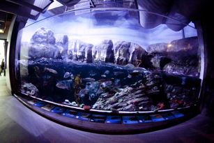 wide-angle shot of tidal-pool display