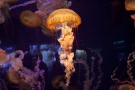 Lovely sea-jellies I