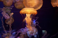 Lovely sea-jellies II